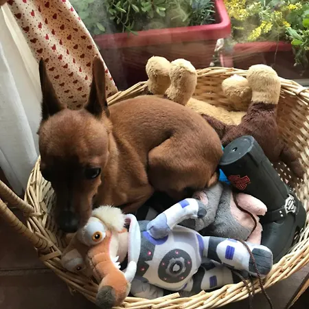 Le Nid De Cigognes 3* Hengwiller